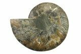 Cut & Polished Ammonite Fossil (Half) - Madagascar #341201-1